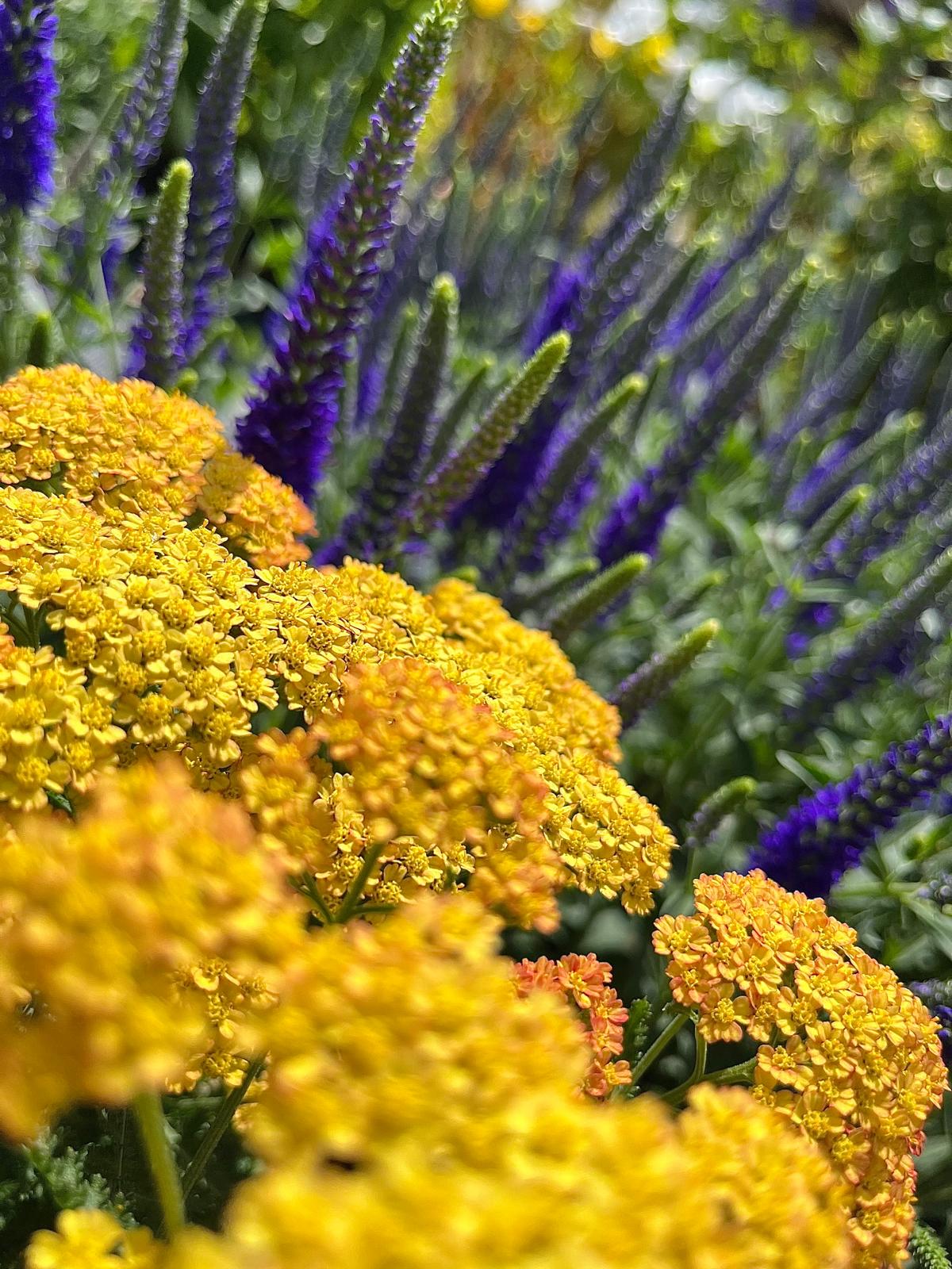 Jardin de villa suisse au soleil rasant, massifs de vivaces devant une maison de pierre et le lac au loin